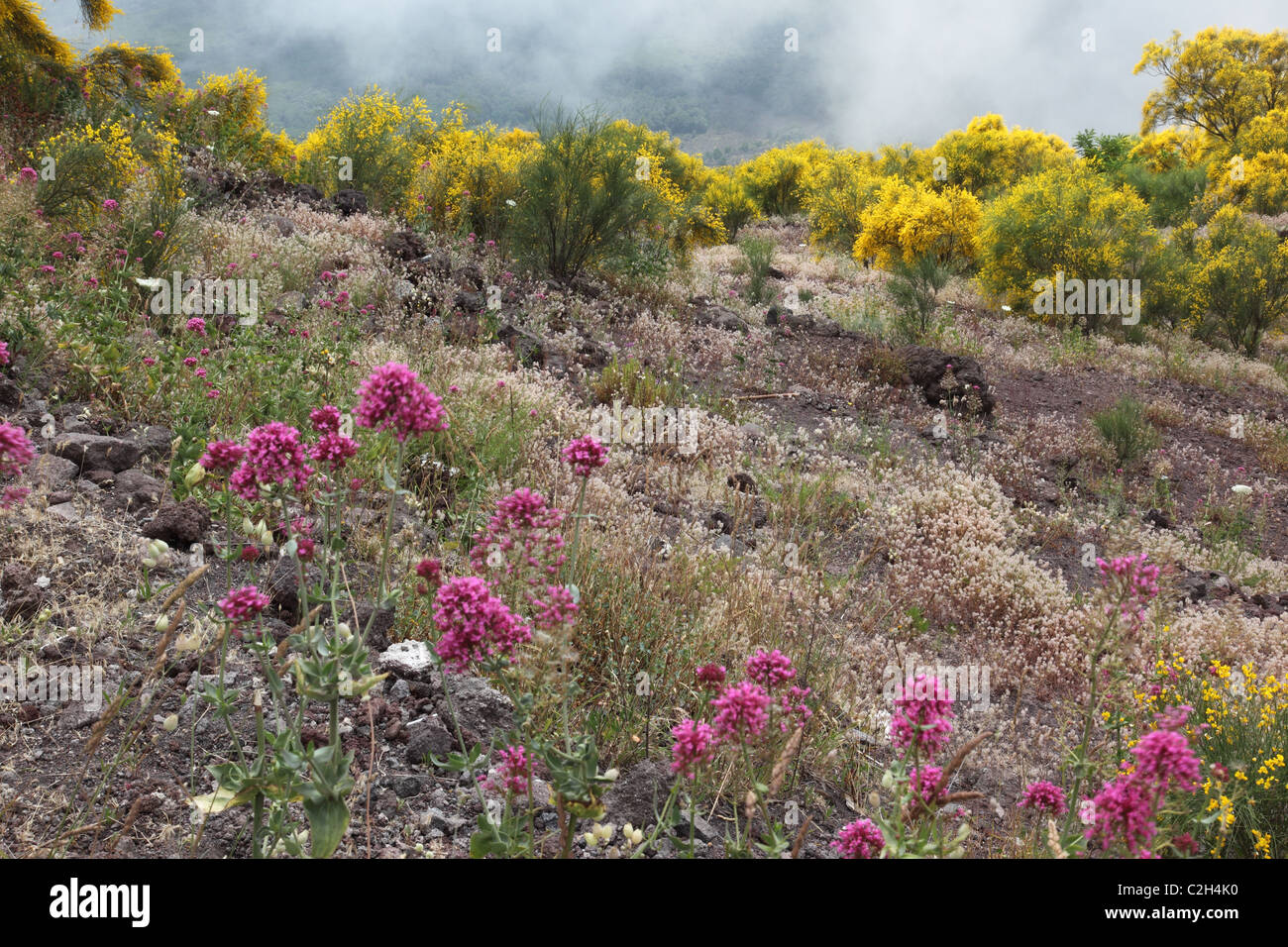 Plants flowering at the summit of Mount Vesuvius ,Naples, Italy Stock