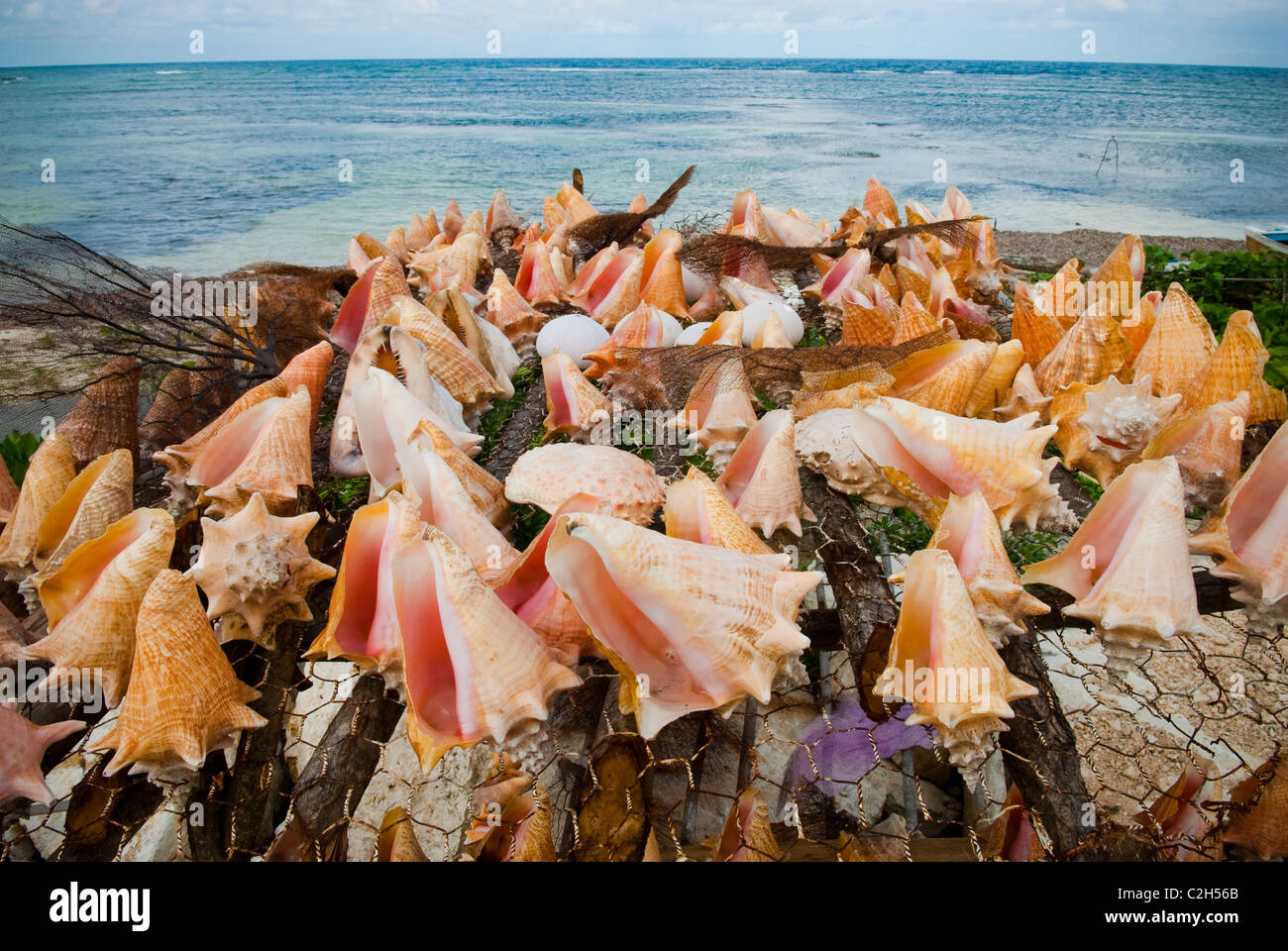 Conch shells displayed for sale along the roadside at Salt Marsh Bay