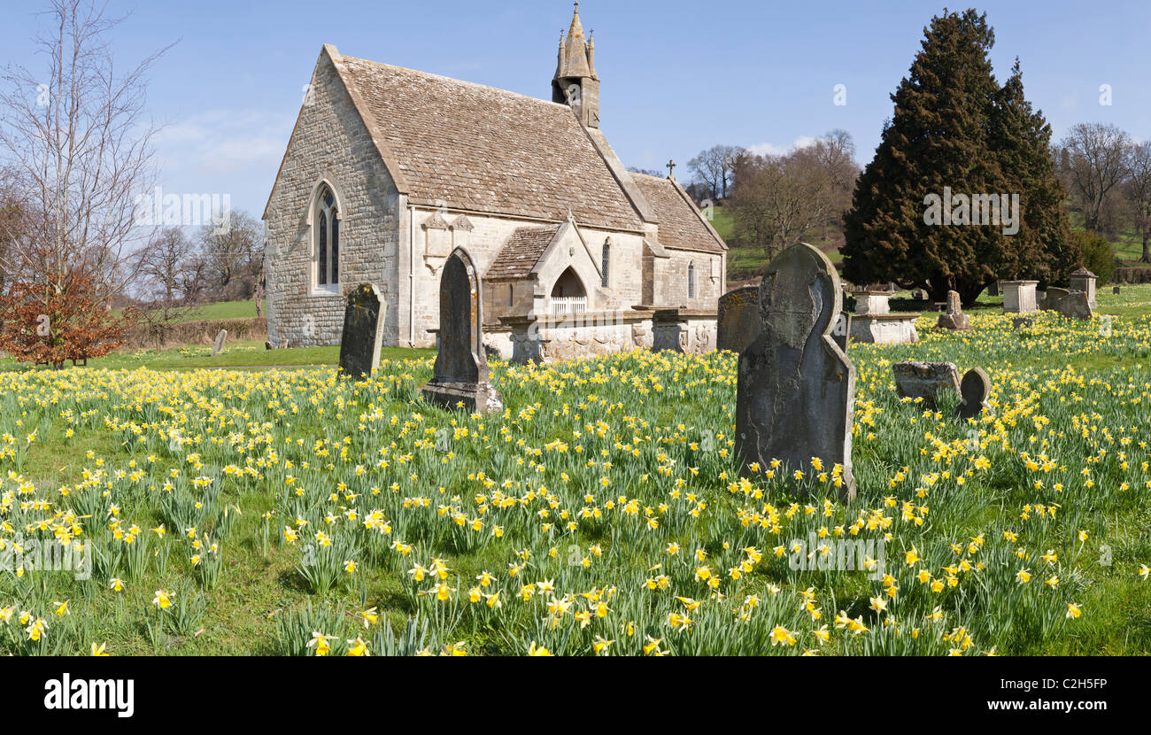 A panoramic view of daffodils in springtime at the church of St John