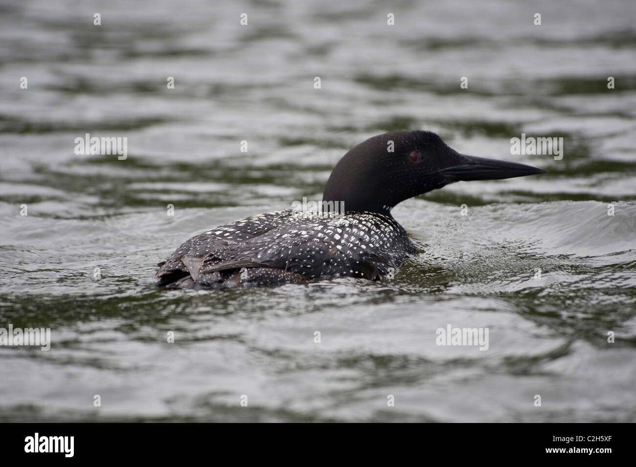 Lake Of The Woods, Ontario, Canada; Duck Swimming In Lake Stock Photo