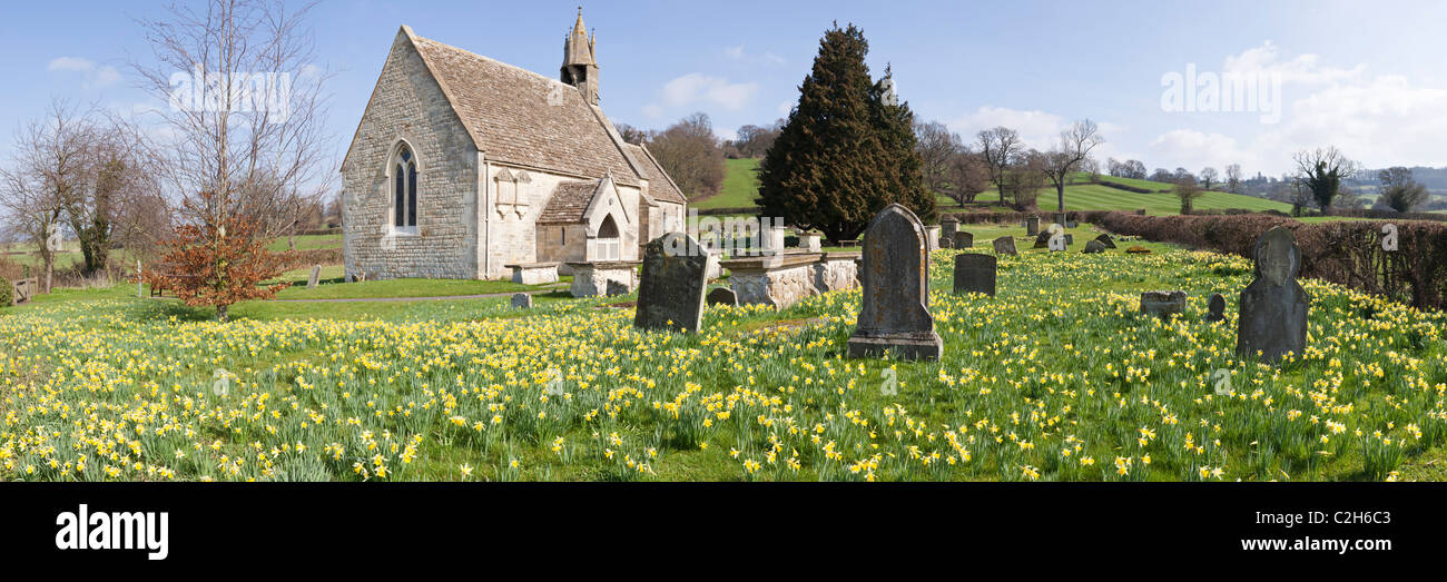 A panoramic view of daffodils in springtime at the church of St John