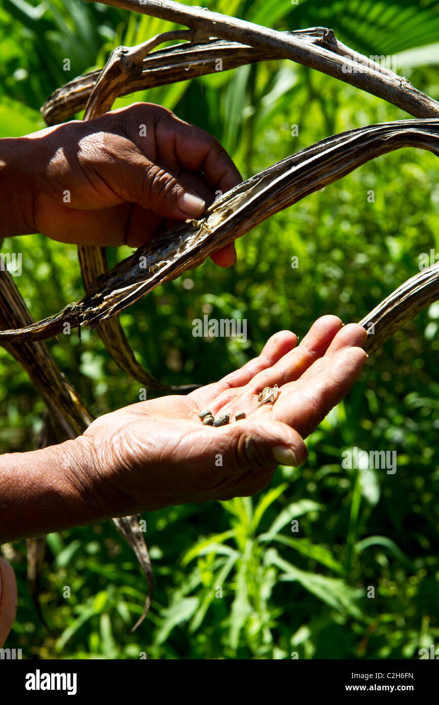 A farmer in Belize displays his ochra. Stock Photo