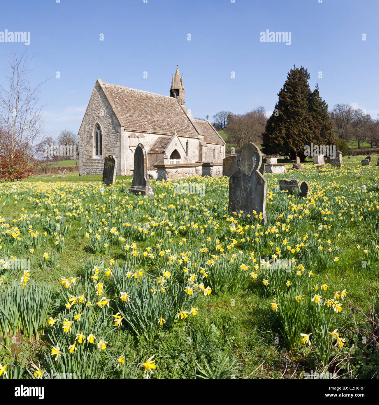 Daffodils in springtime at the church of St John the Baptist in the