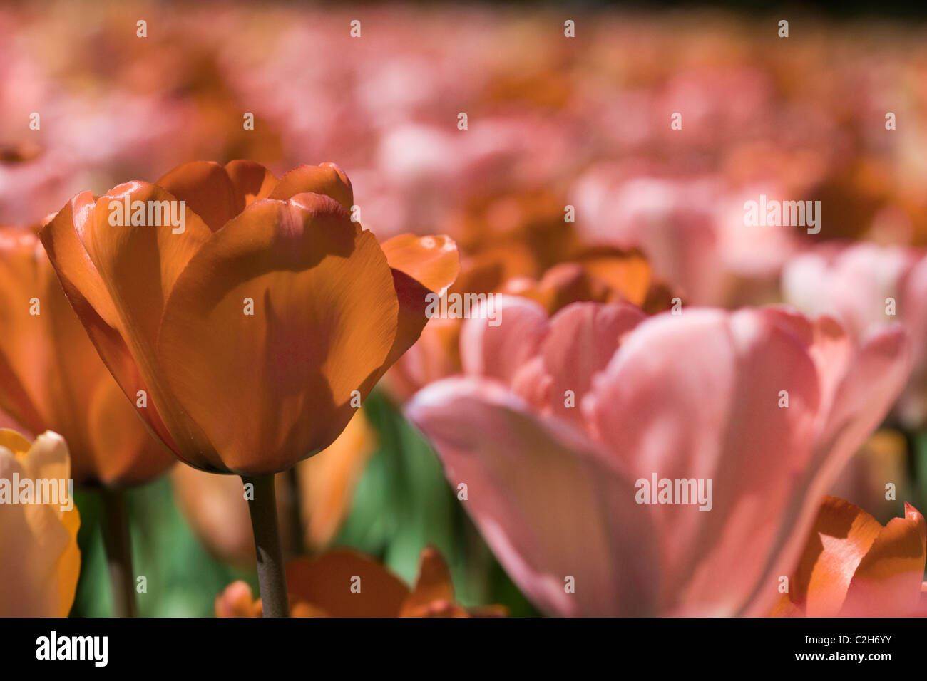 Beautiful cup shaped tulips hi-res stock photography and images - Alamy
