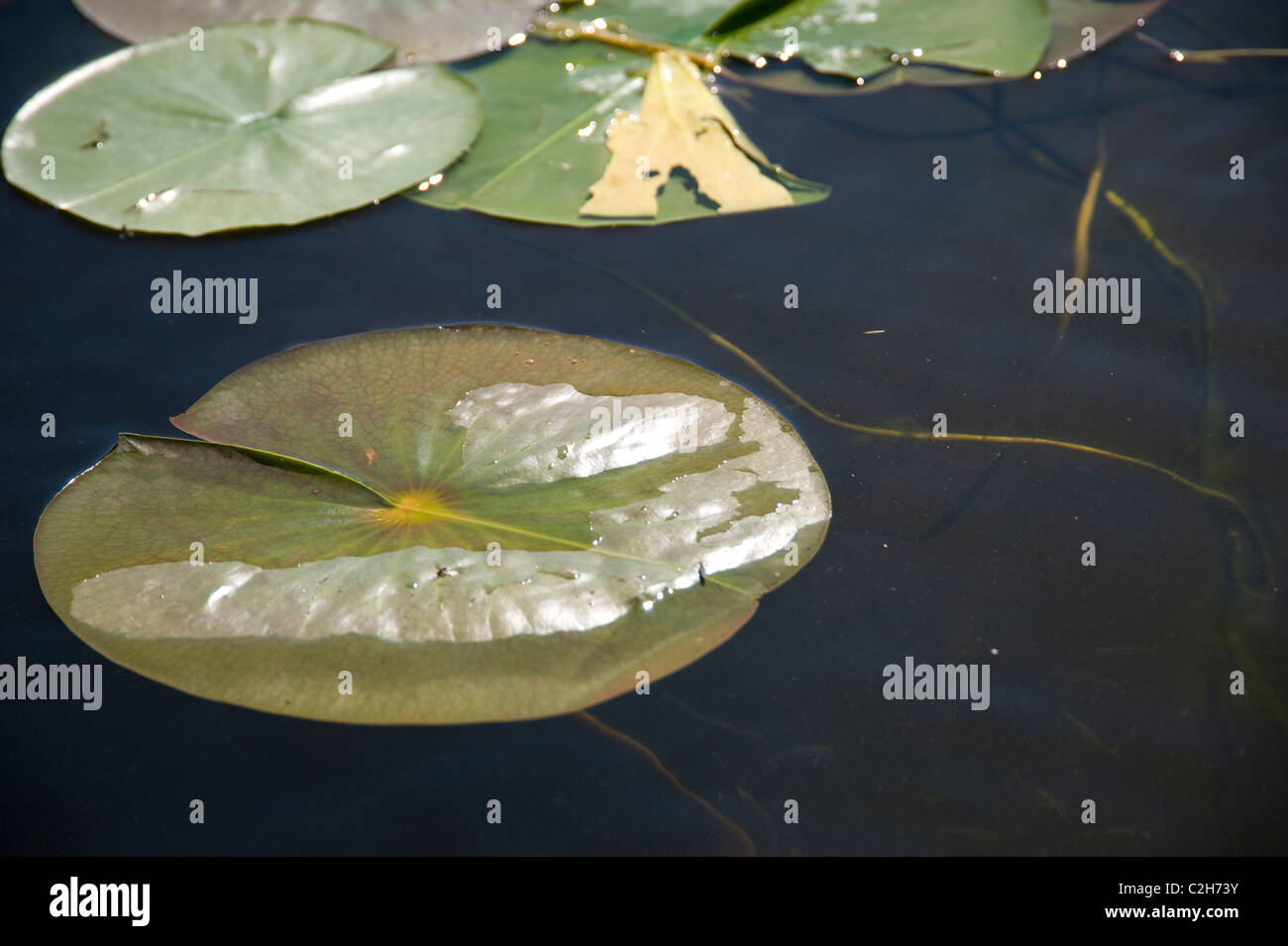 Lake Of The Woods, Ontario, Canada; Lilypads On The Water Stock Photo
