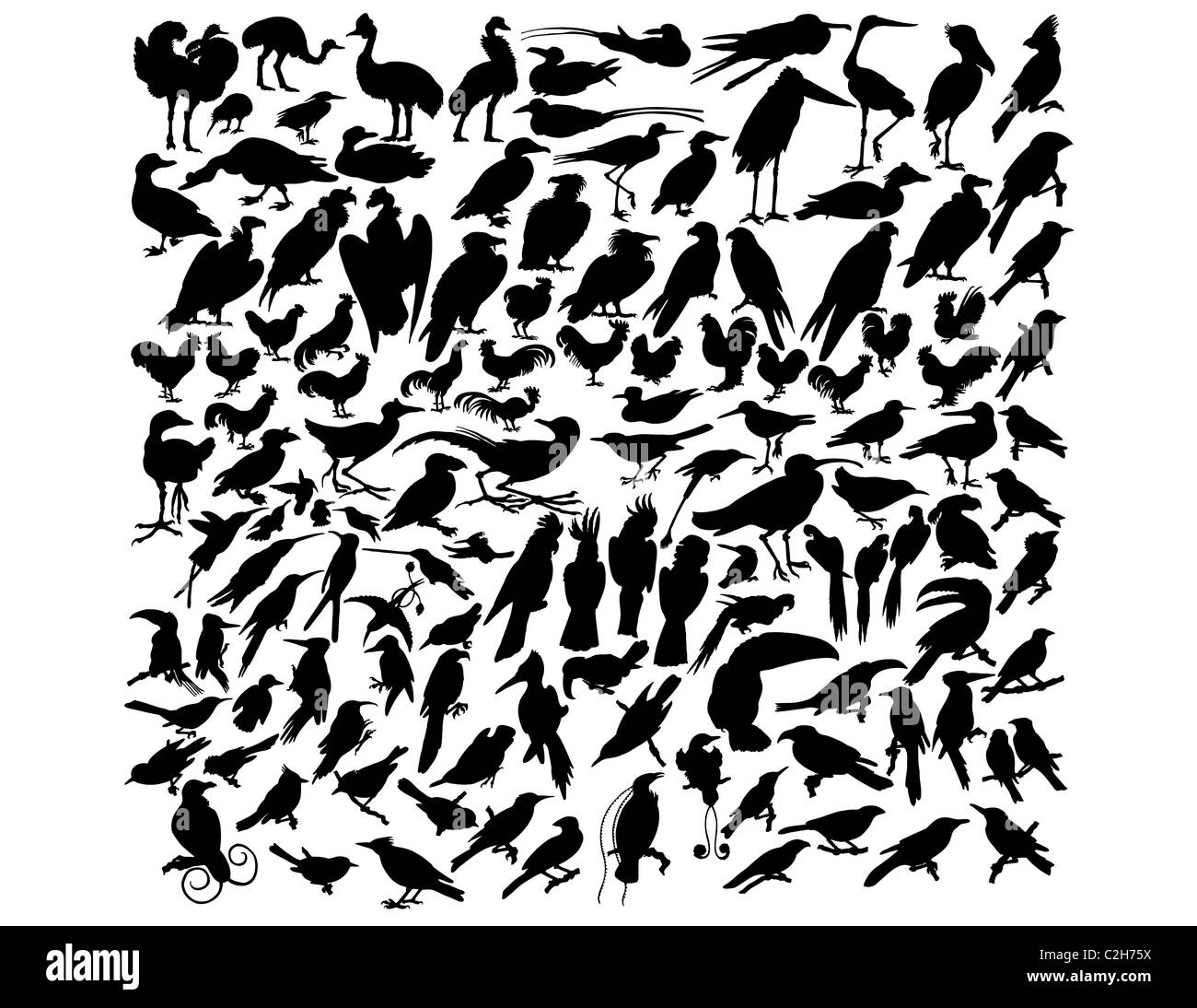Vector illustrations black silhouettes birds on white Stock Photo