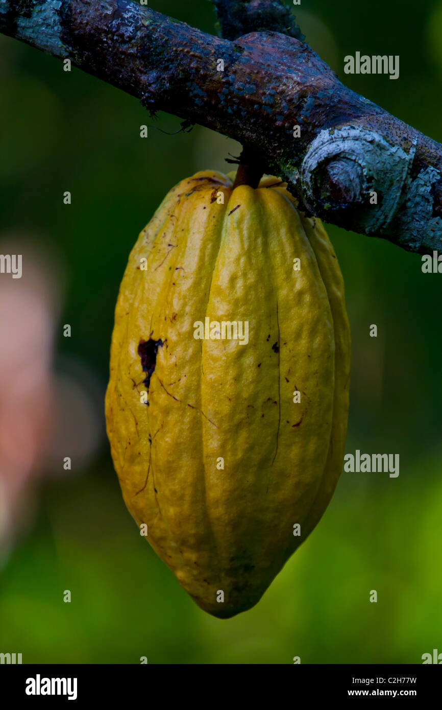 A yellow cocoa fruit in Belize Stock Photo