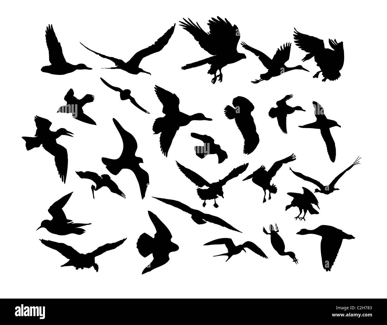 Vector illustrations black silhouettes birds on white Stock Photo