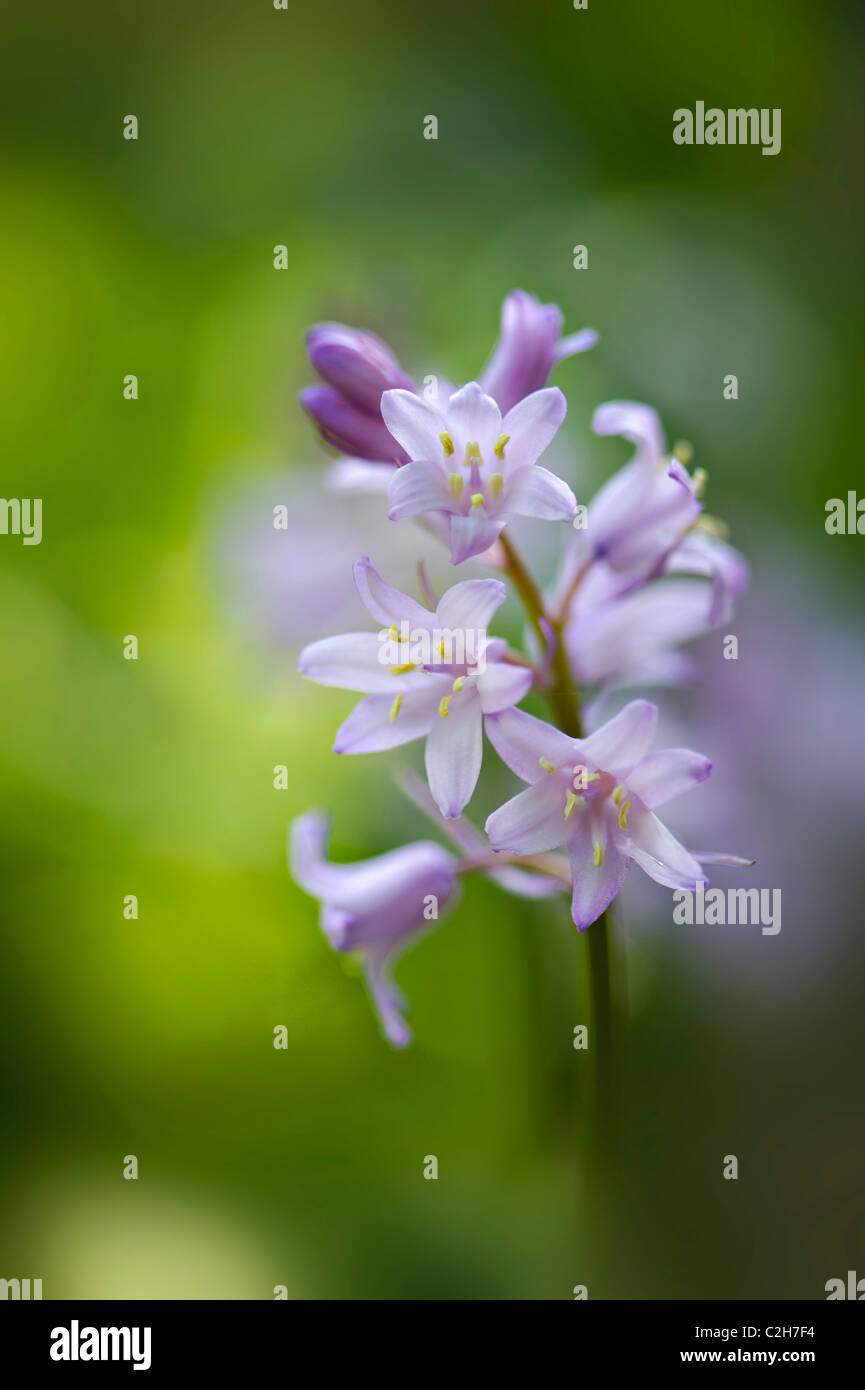 Close-up image of the beautiful spring flowering Spanish Bluebells also known as Hyacinthoides hispanica Stock Photo