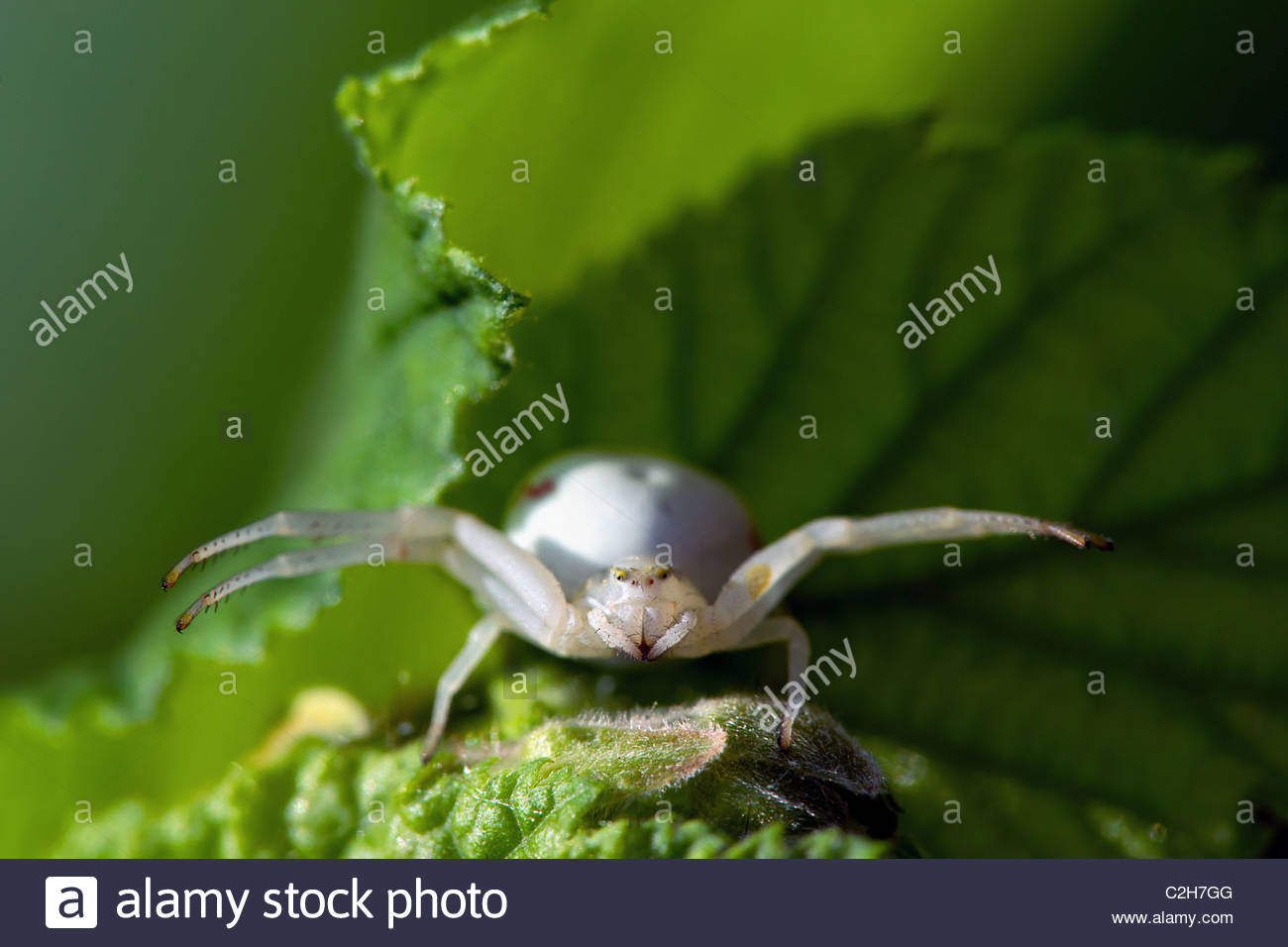 Goldenrod Spider High Resolution Stock Photography and Images - Alamy