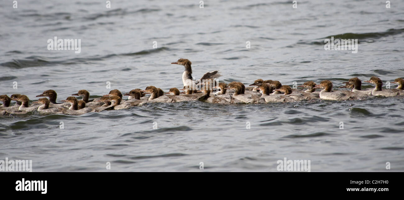 Lake Of The Woods, Ontario, Canada; Duck And Ducklings Swimming In Lake Stock Photo