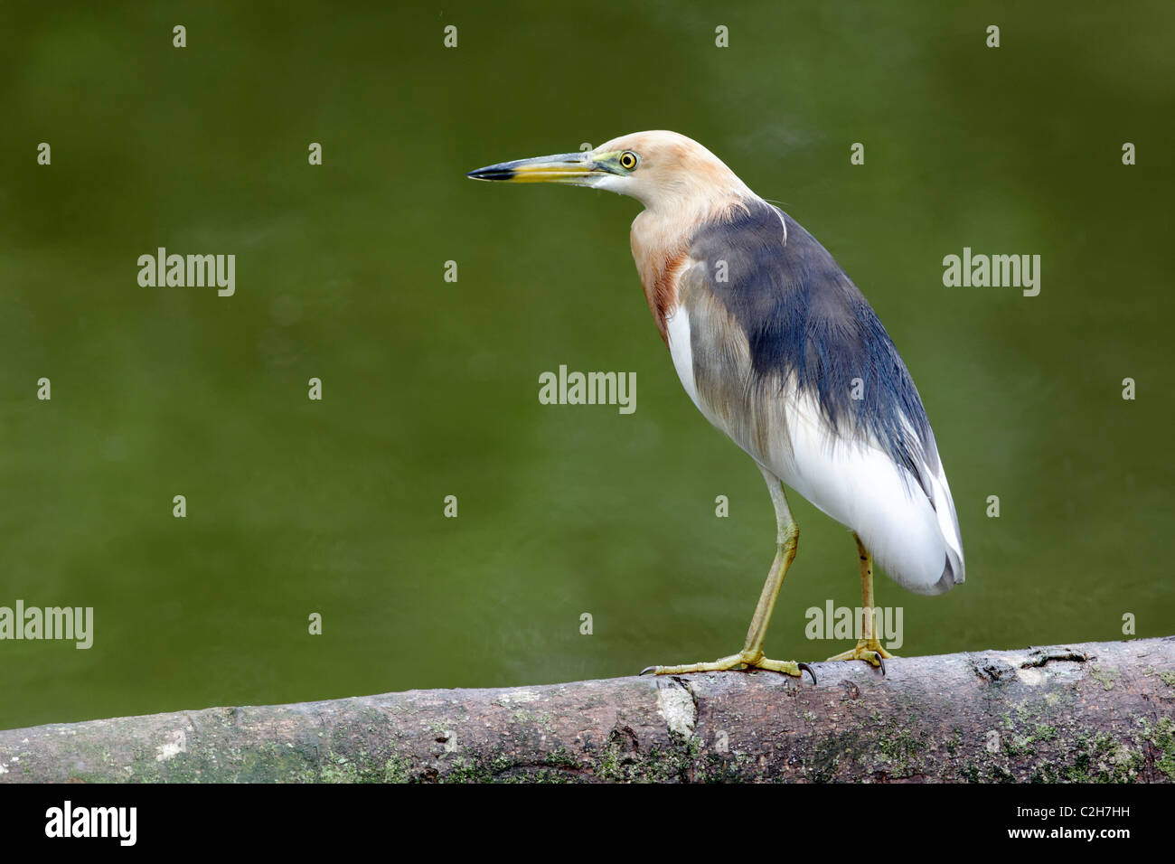 Javan pond-heron, Ardeola speciosa, single bird by water ...