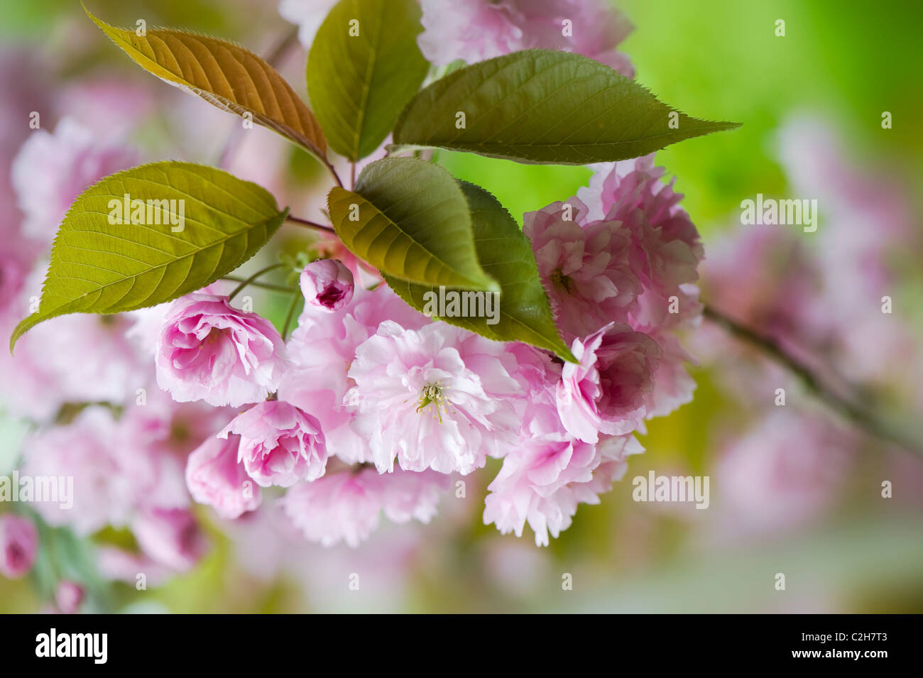 Spring Cherry Blossom - Prunus Kanzan Stock Photo