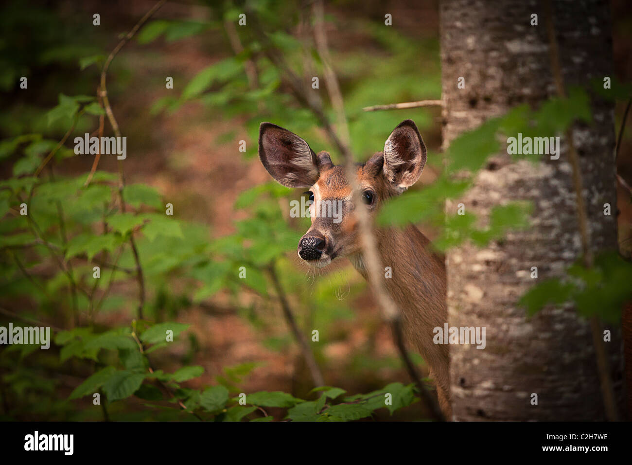Roe deer in the forest, Jacques Cartier National Park, Quebec, Canada Stock Photo