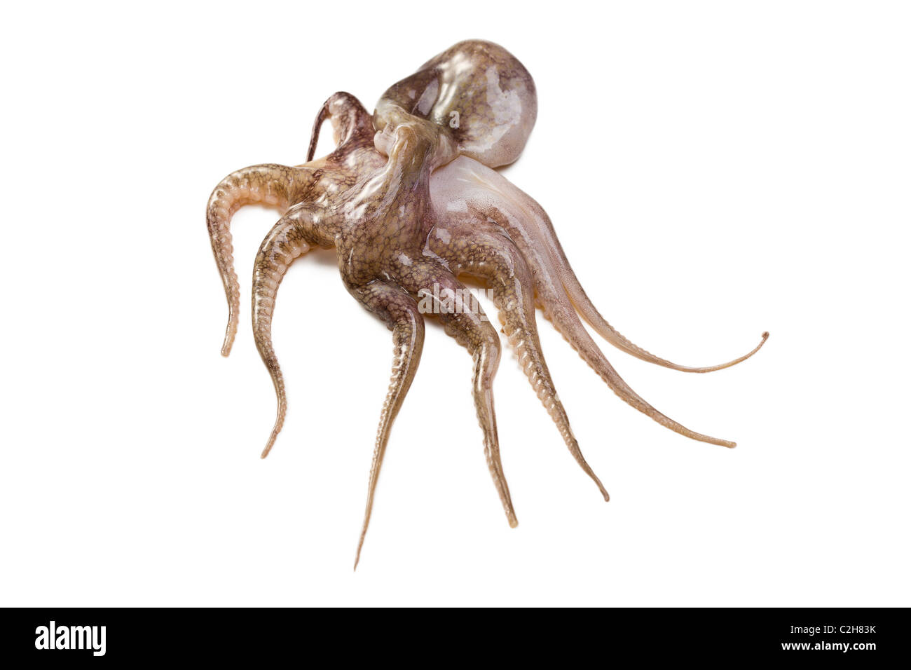 baby octopus on white background Stock Photo