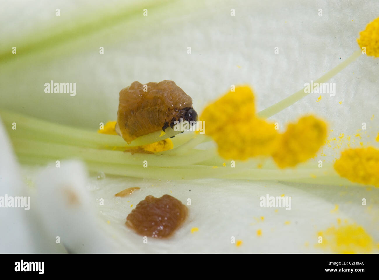 Lily beetle larvae nibbling the pollen of a lily flower. The brown slimy substance is its own excrement, to deter predators Stock Photo