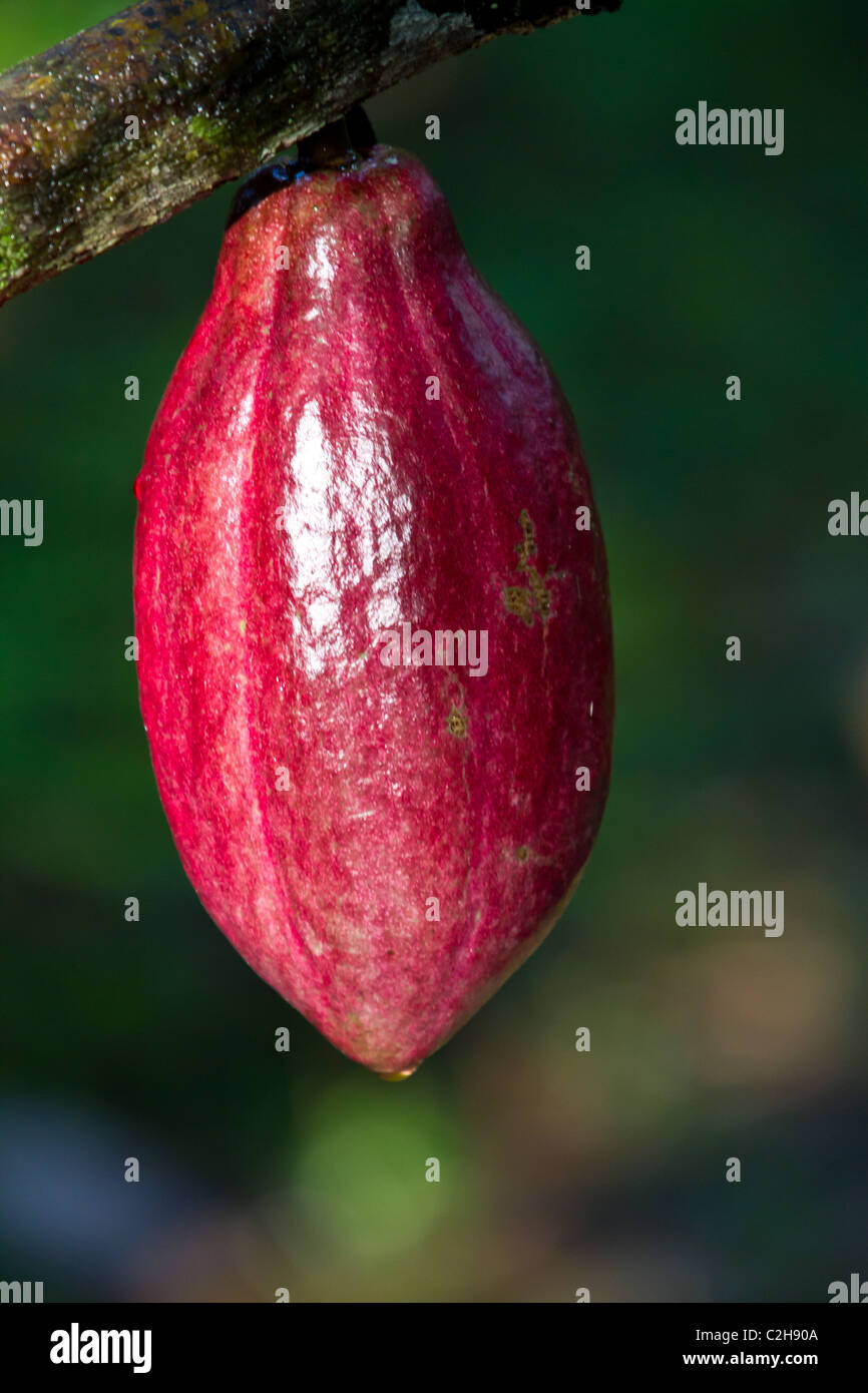 Red cocoa fruit Stock Photo