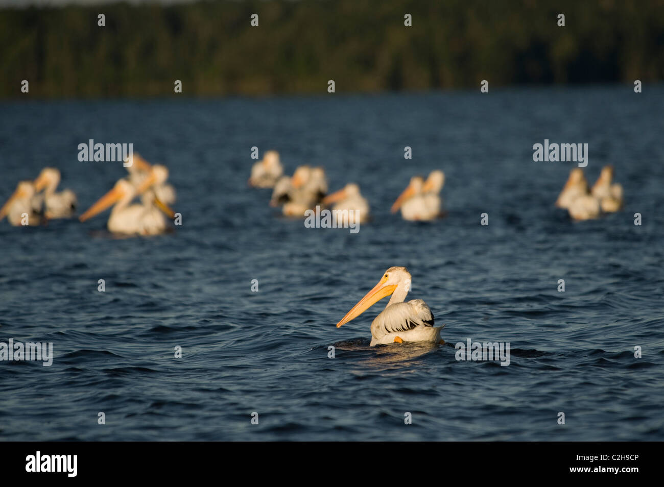 Lake Of The Woods, Ontario, Canada; Pelicans On The Water Stock Photo