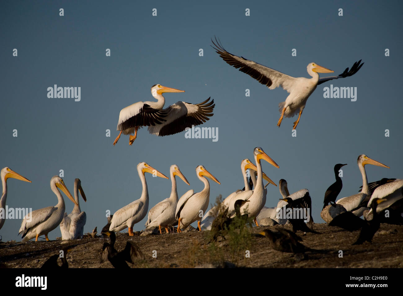 Lake Of The Woods, Ontario, Canada; Pelicans Stock Photo