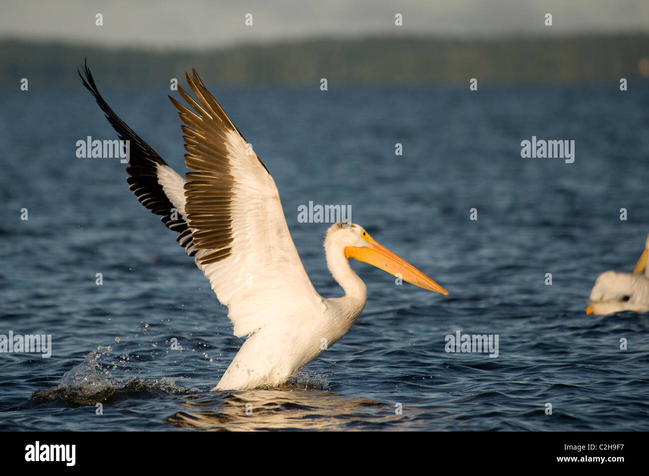 Lake Of The Woods, Ontario, Canada; Pelican Preparing To Take Flight Stock Photo
