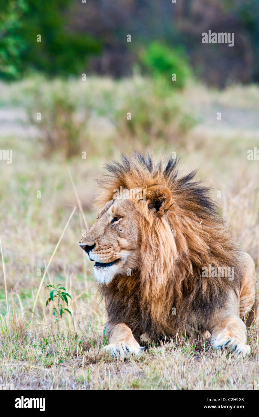 Male Lion, Panthera leo, Masai Mara National Reserve, Kenya, Africa ...