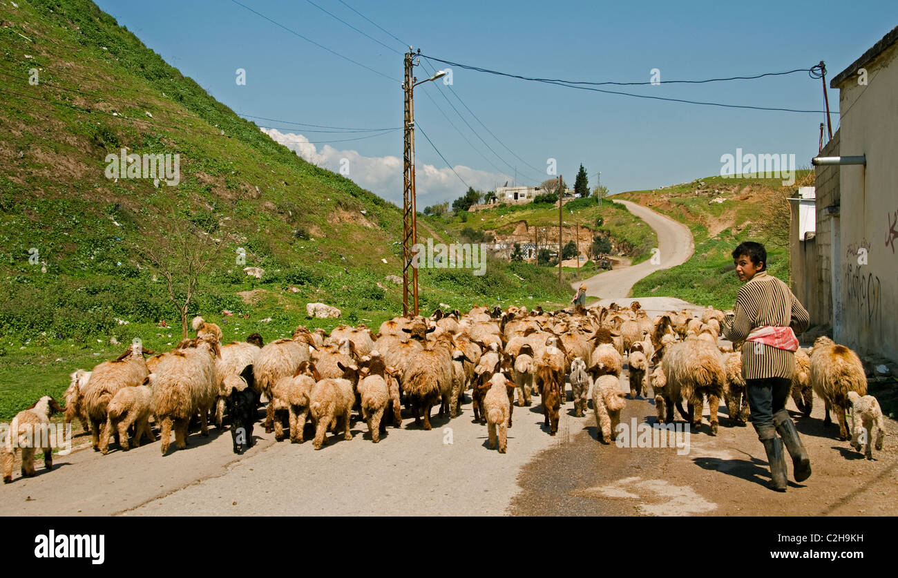 Syria desert farm farmer sheep Bedouin  Bedouins Village Stock Photo