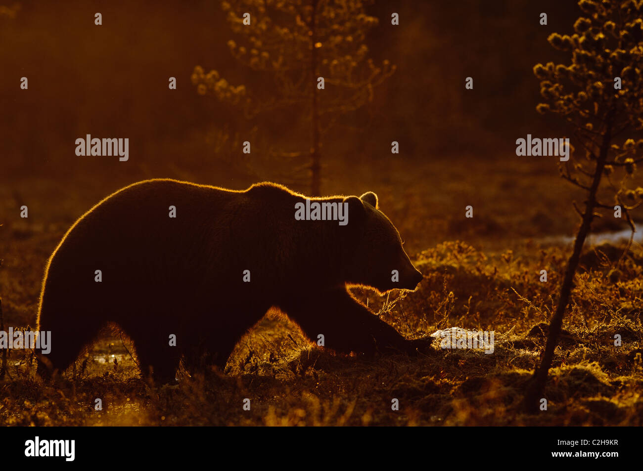 Brown bear (Ursus arctos) in backlight during sunrise, Finland Stock Photo