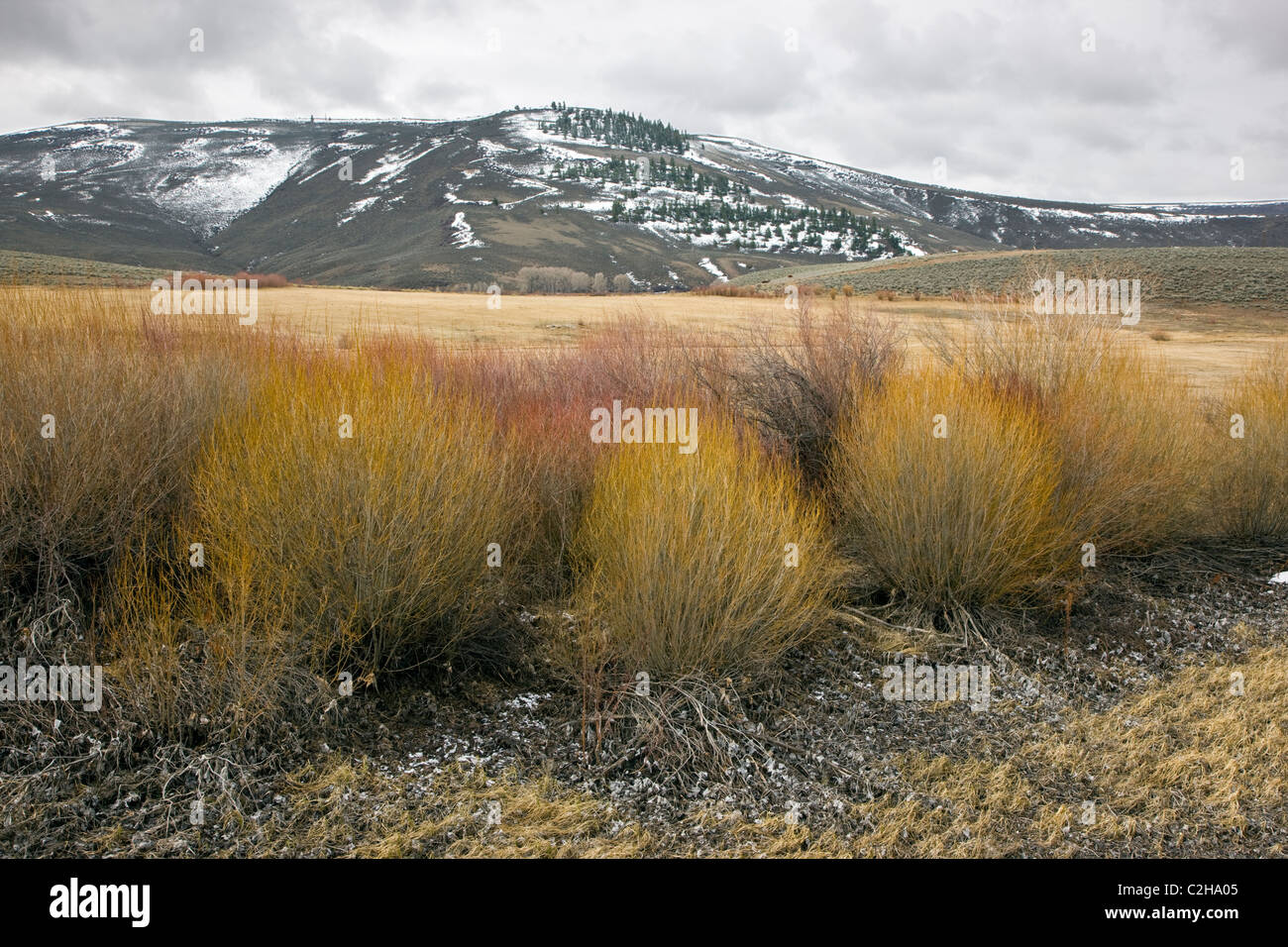 Shrubs and grasses showing springtime color along Tomichi Creek, east of Gunnison, Colorado, USA Stock Photo