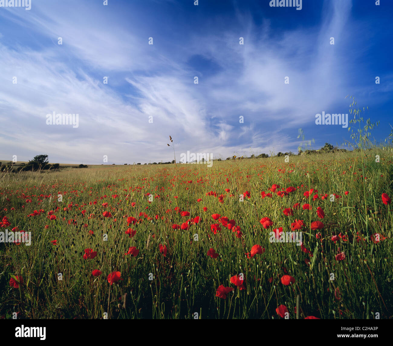 Field East Sussex England Stock Photo Alamy