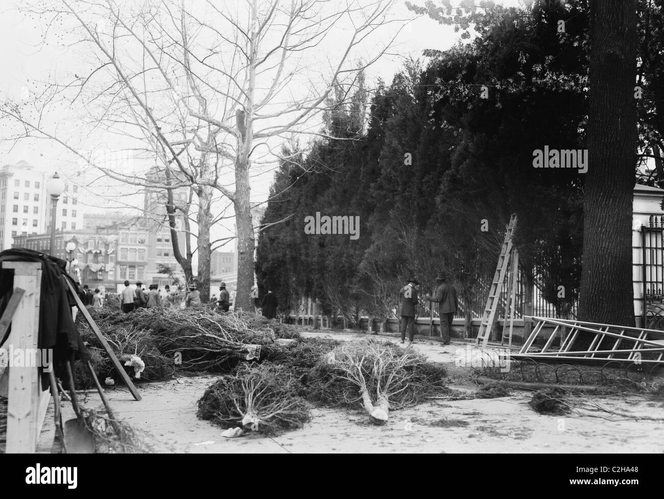 Planting Evergreens at the White House Stock Photo Alamy