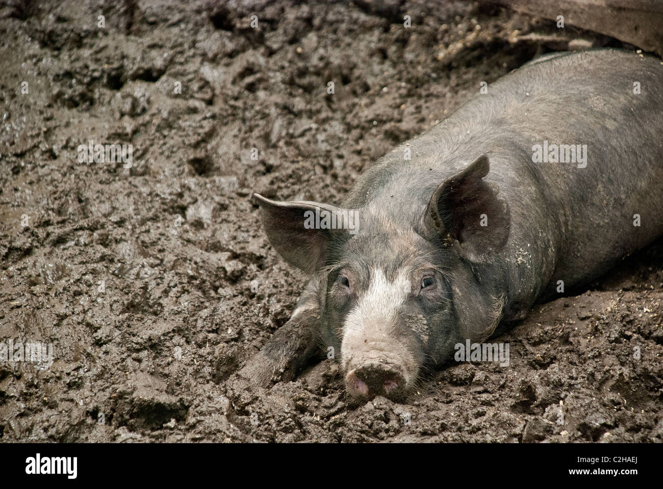Berkshire Pig lying in a mud wallow, Stone Barns Center for Food and Agriculture, Pocantico Hills, New York, USA Stock Photo