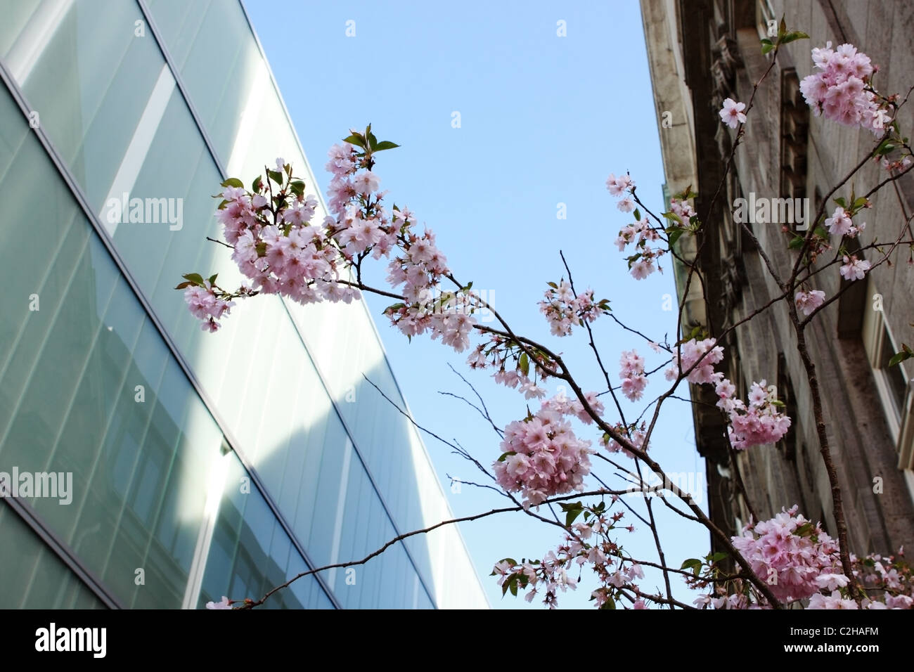 blossoming cherry tree over sky background in the city Stock Photo - Alamy