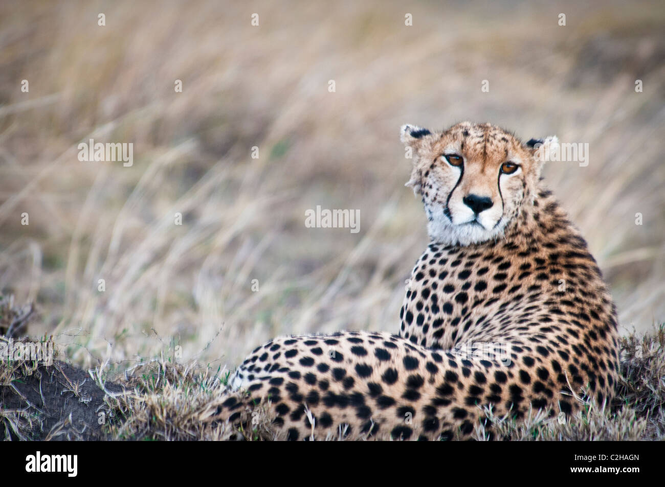 Cheetah, Acinonyx jubatus, Seeking prey, Masai Mara National Reserve, Kenya, Africa Stock Photo