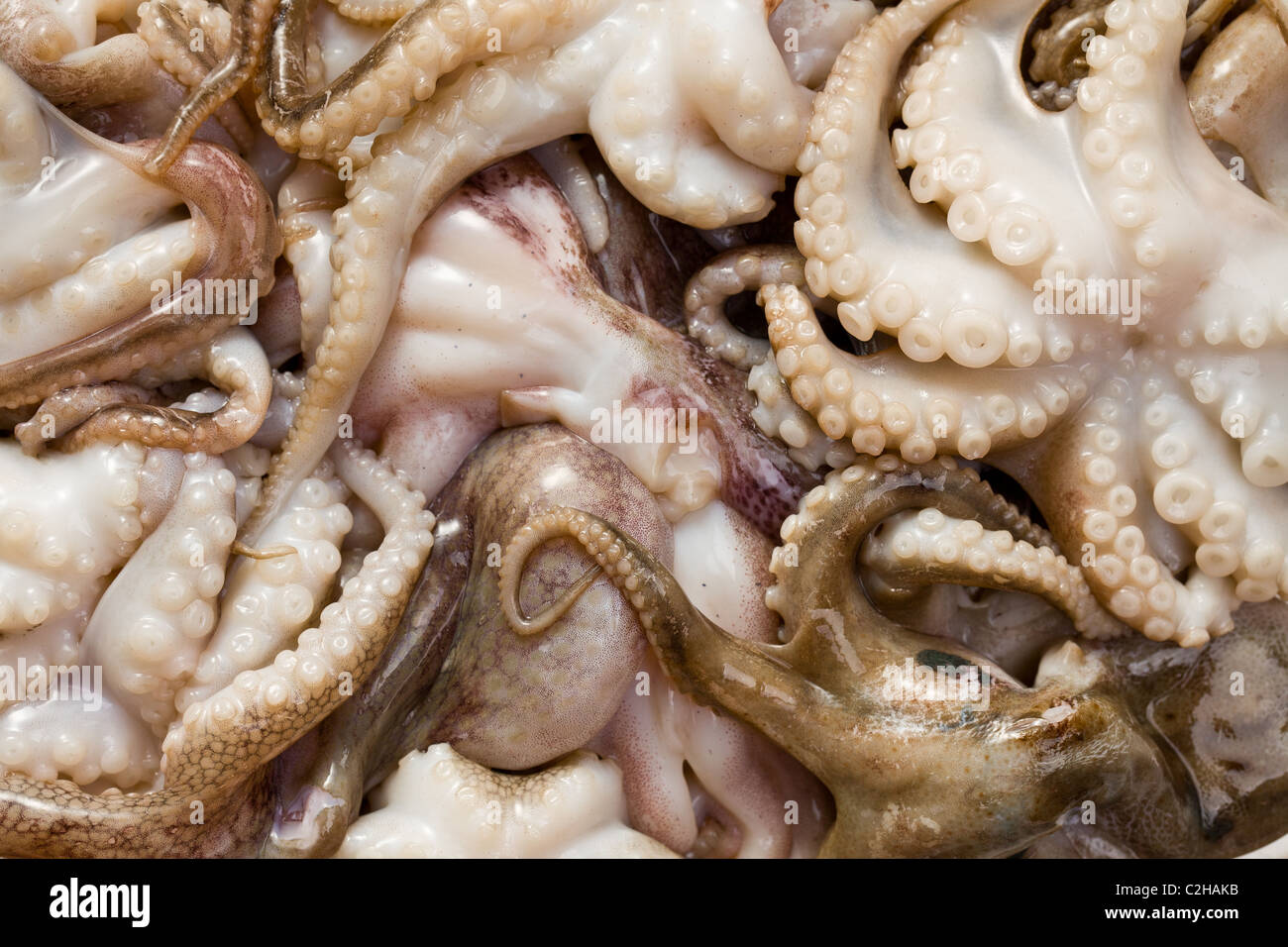 Octopus Tentacle Not Food High Resolution Stock Photography And Images Alamy Octopus Tentacle Not Food High Resolution Stock Photography And Images Alamy
