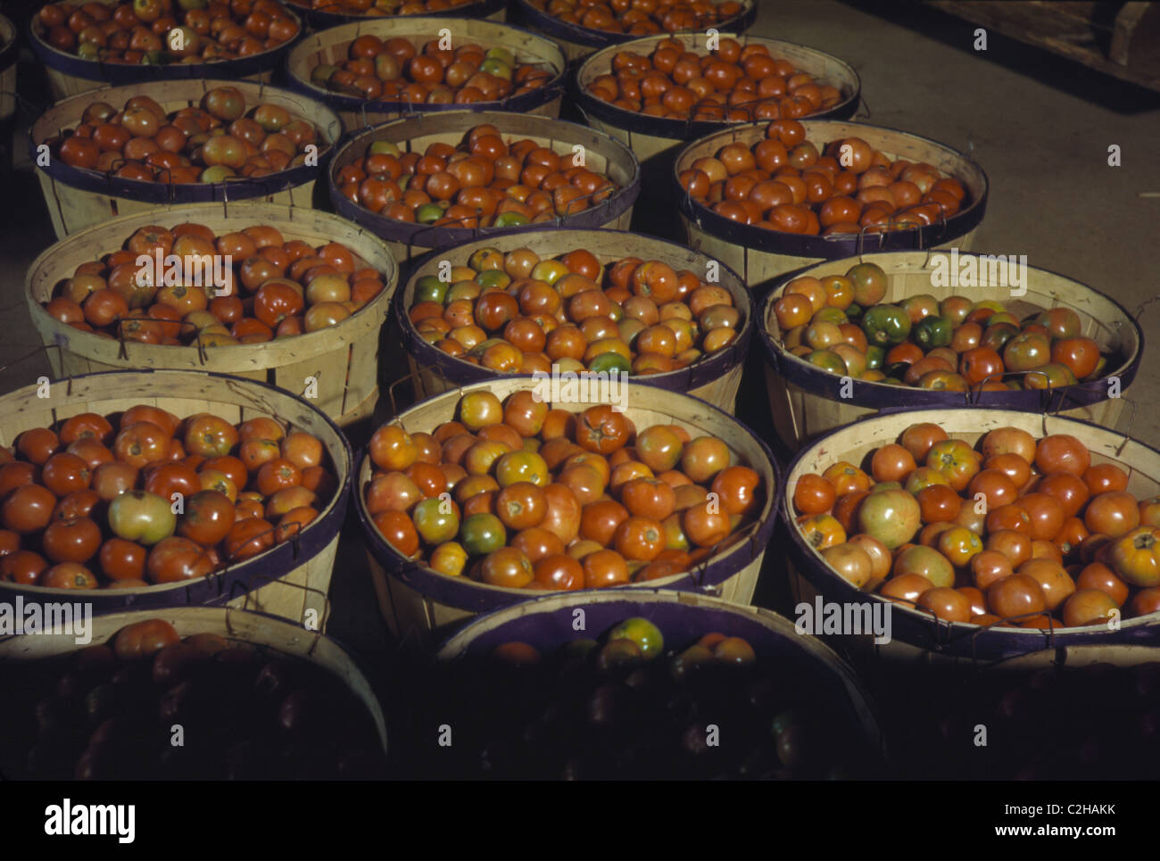 Bushel Baskets of Tomatoes Stock Photo Alamy