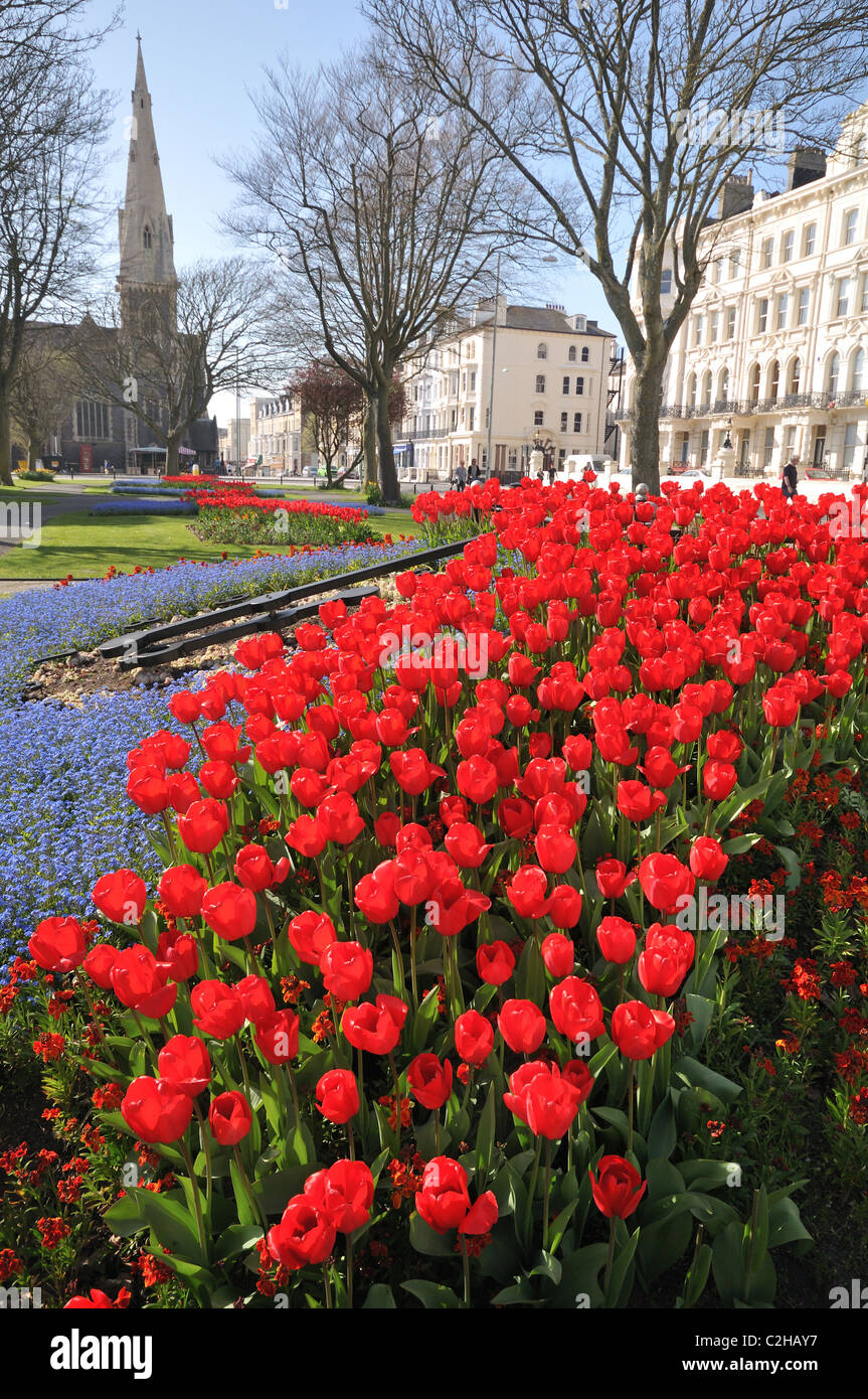 Beautiful bright red tulips (latin name tulipa), Palmeria square, Brighton and Hove district, East Sussex, England, UK Stock Photo