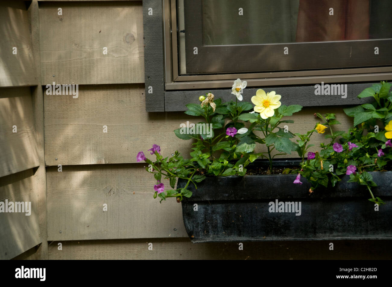 Lake Of The Woods, Ontario, Canada; Flowers In A Window Box Stock Photo