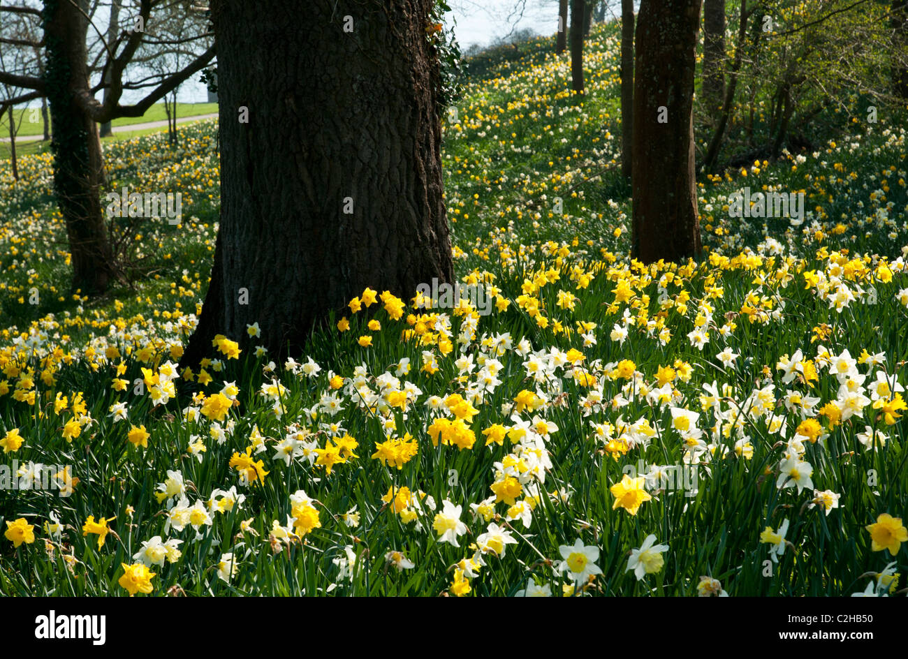 Cornish daffodils hires stock photography and images Alamy