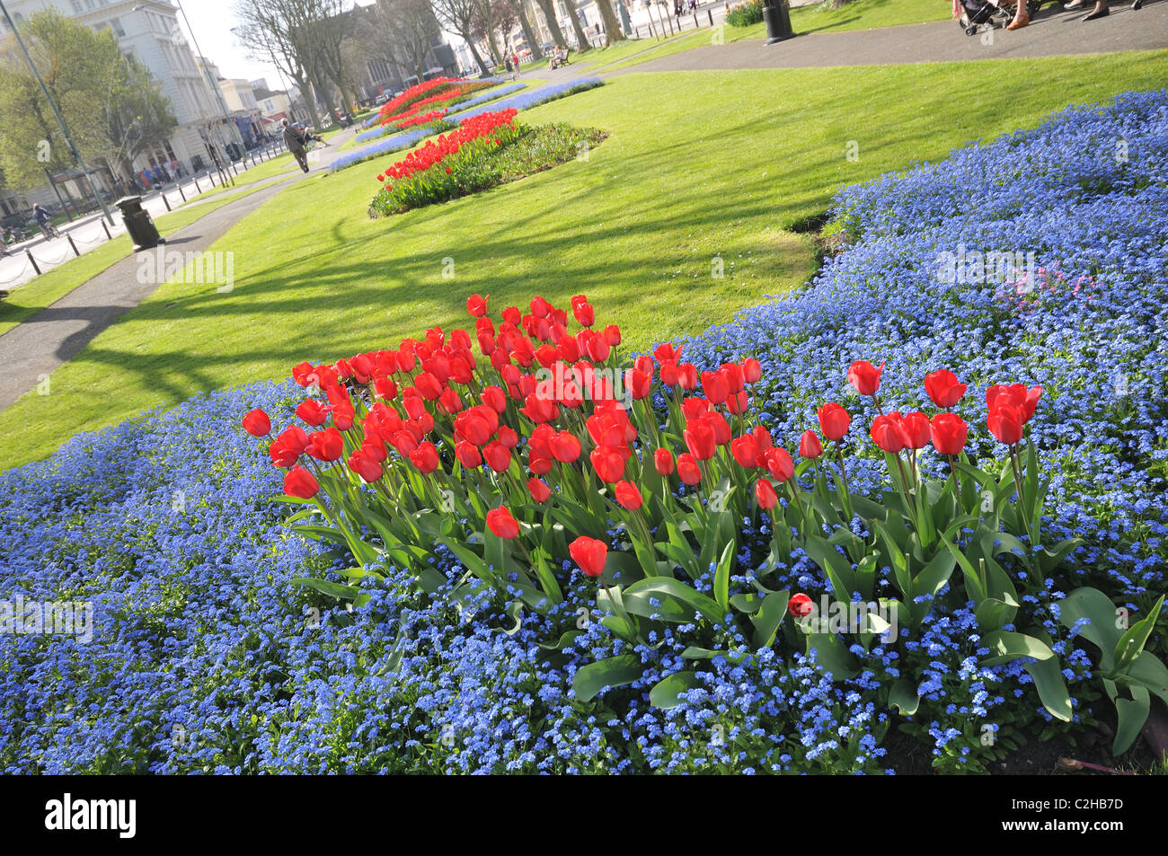 Palmeria square in Brighton and Hove in spring time with red tulips and tiny blue flowers forget-me-not, East Sussex, England Stock Photo