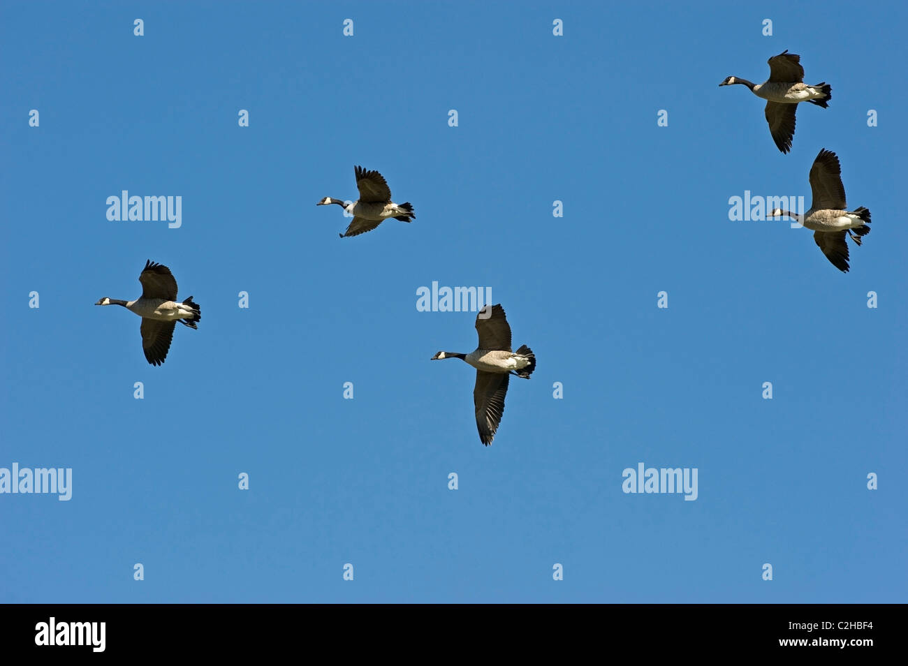 Group Of Geese Flying Stock Photo Alamy