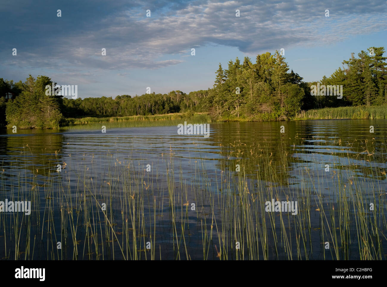 Lake Of The Woods, Ontario, Canada; Forest Surrounding The Lake Edge Stock Photo