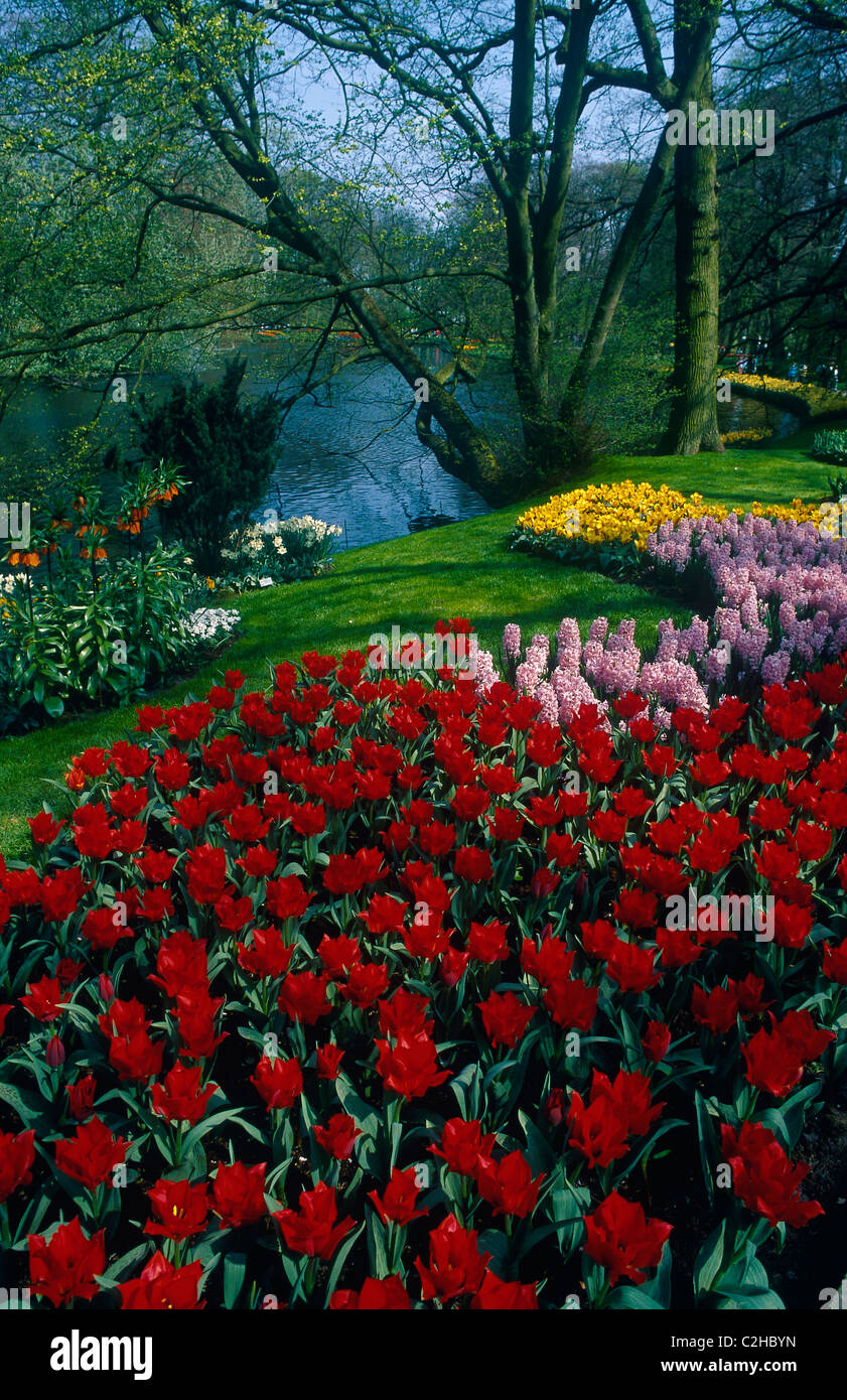 Bulbs Netherlands Stock Photo Alamy