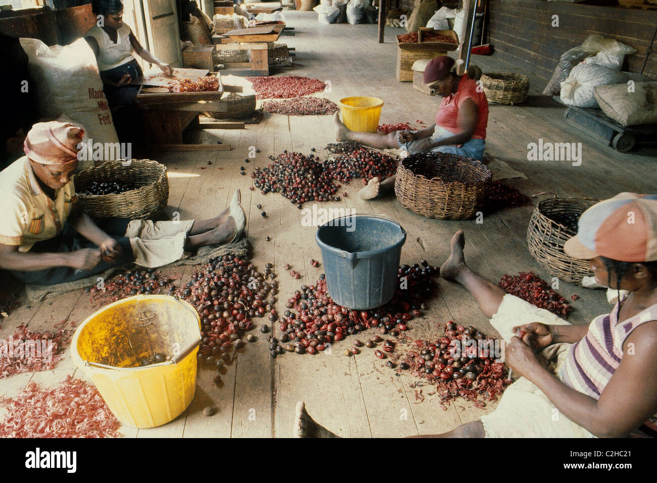 Nutmeg Grenada Stock Photo Alamy