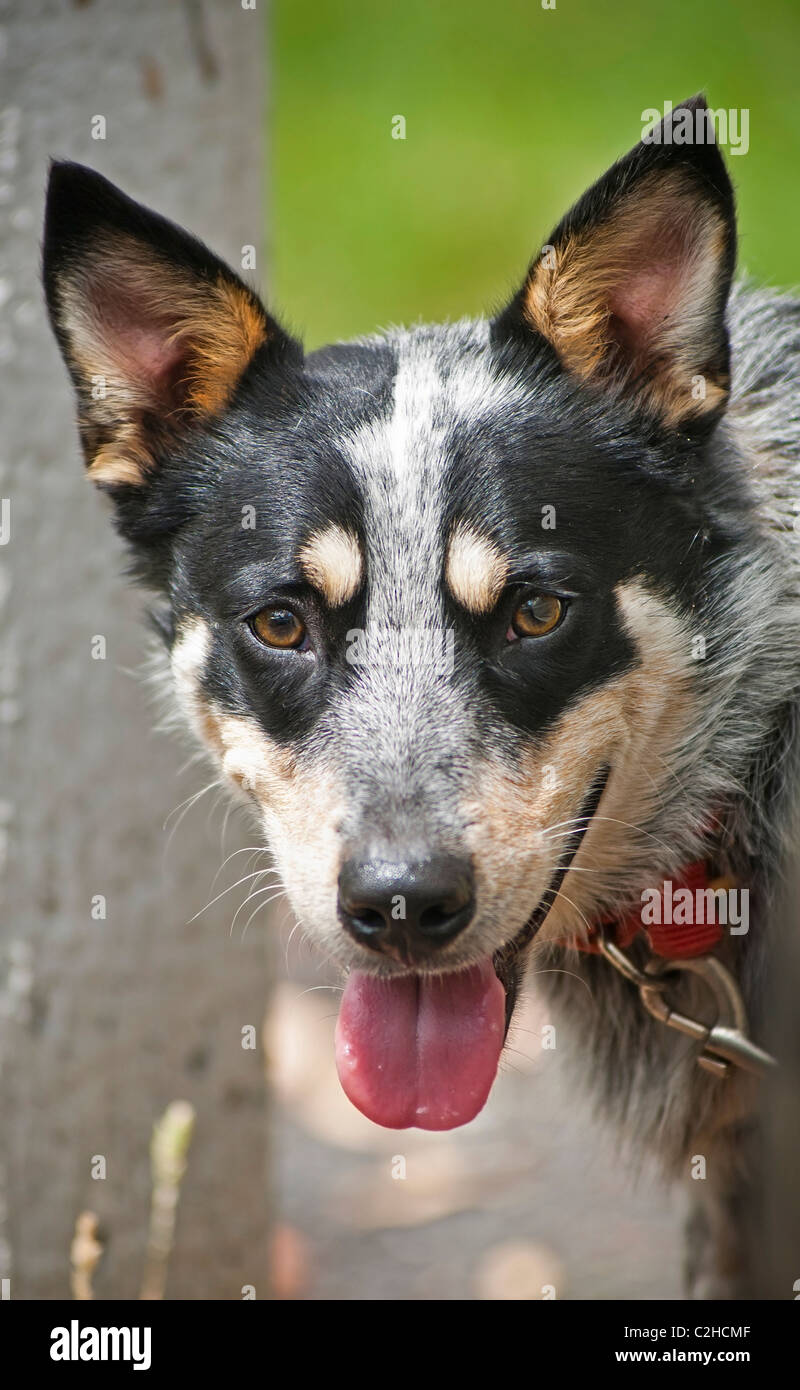 A classic Australian cattle dog, the Blue Heeler Stock Photo