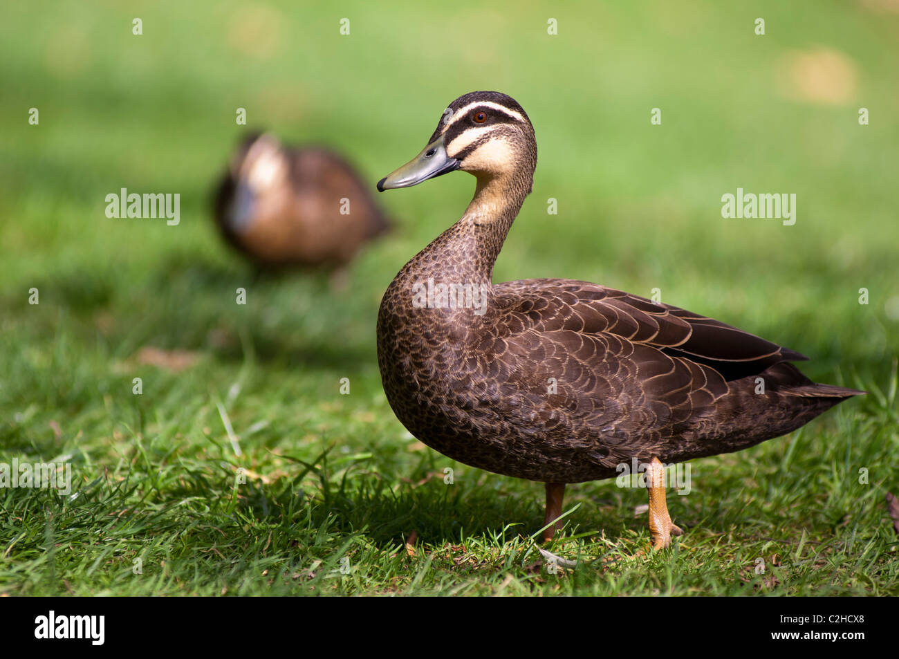 Pacific black duck in lush green grass Stock Photo Alamy