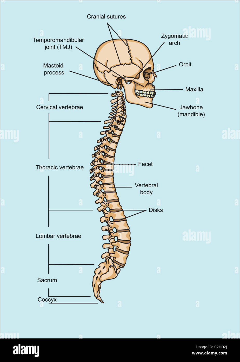 Structure of human skull and spinal column illustration Stock Photo