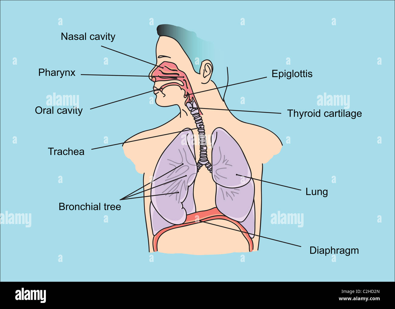 Structure of human lungs and respiratory system illustration Stock Photo