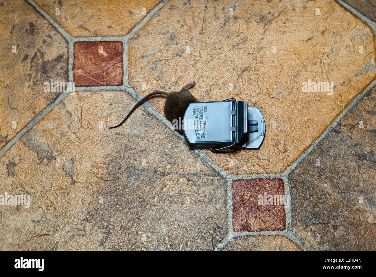 A mouse caught in a trap Stock Photo Alamy