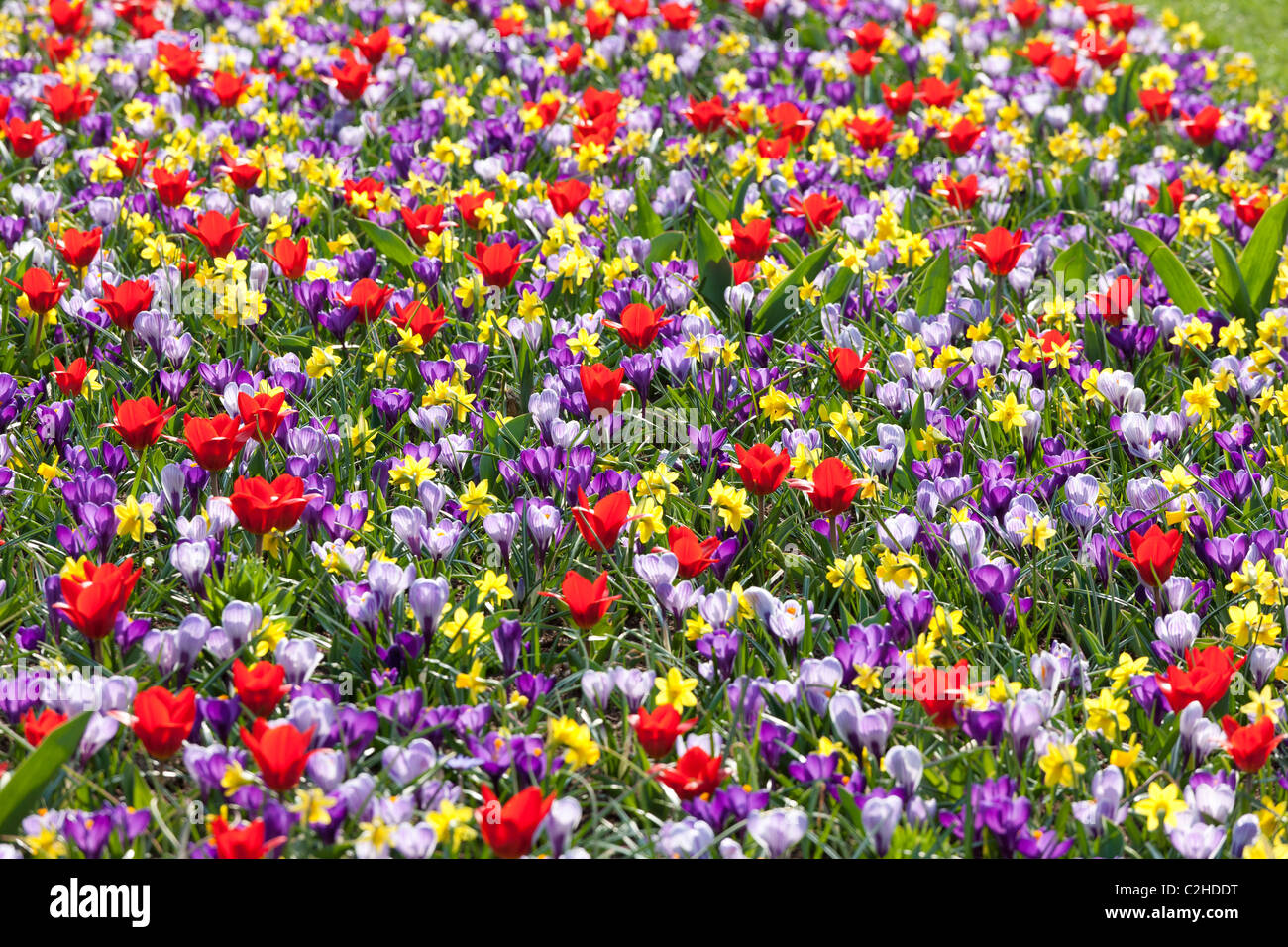 A mixed flower bed with daffodils tulips and crocuses like a wild meadow. Keukenhof Bulb Garden in Lisse Holland Netherlands Stock Photo