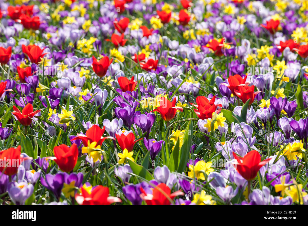 A mixed flower bed with daffodils tulips and crocuses like a wild meadow. Keukenhof Bulb Garden in Lisse Holland Netherlands Stock Photo